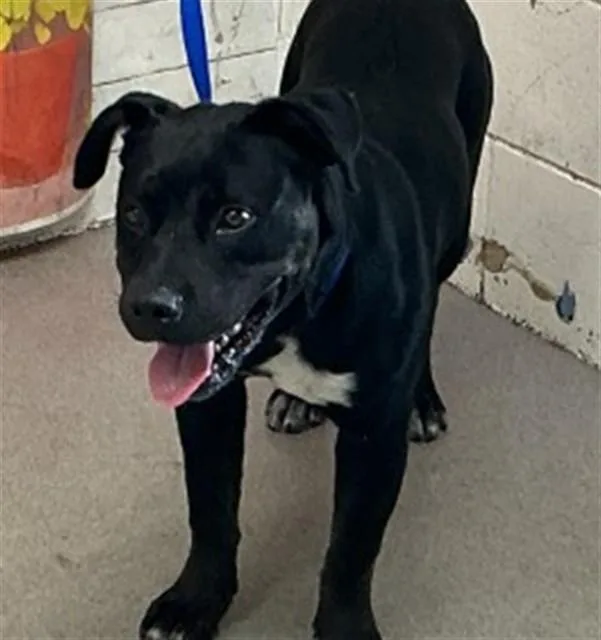 A young medium-sized male Pit Bull Terrier dog named Ardin for adoption in San Bernardino, CA