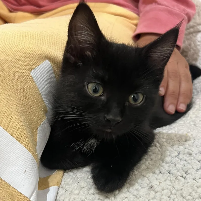 Sir Winston thumbnail 2