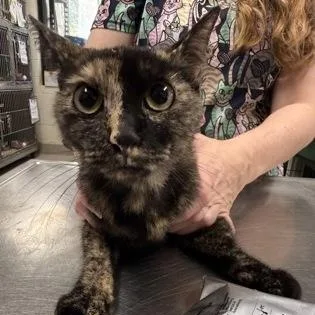 An adult medium-sized female Tortoiseshell Domestic Short Hair cat named Carmella for adoption in Athens, GA