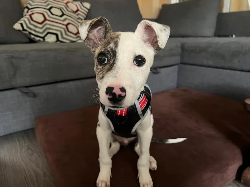 Theodore thumbnail 5