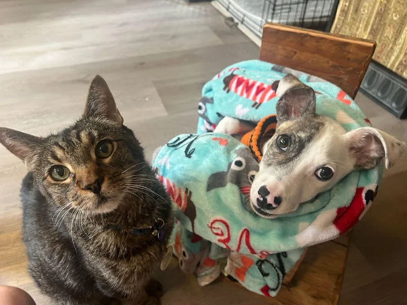 Theodore thumbnail 3