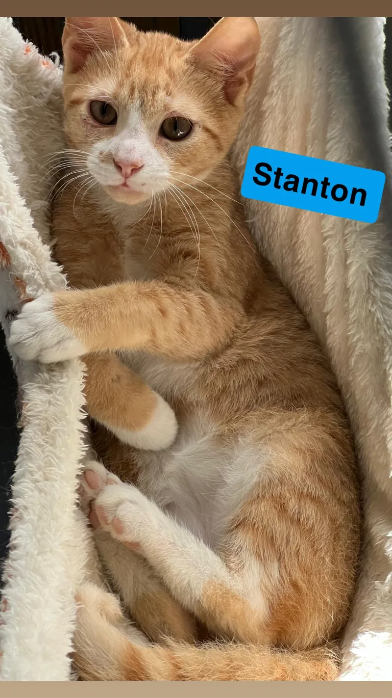Stanton