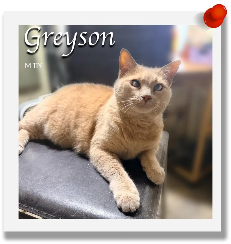 A senior medium-sized male Domestic Short Hair cat named Greyson for adoption in Palm Desert, CA