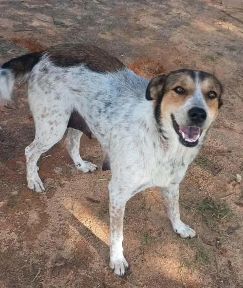 An adult medium-sized female English Coonhound dog named Dixie for adoption in Panama City, FL