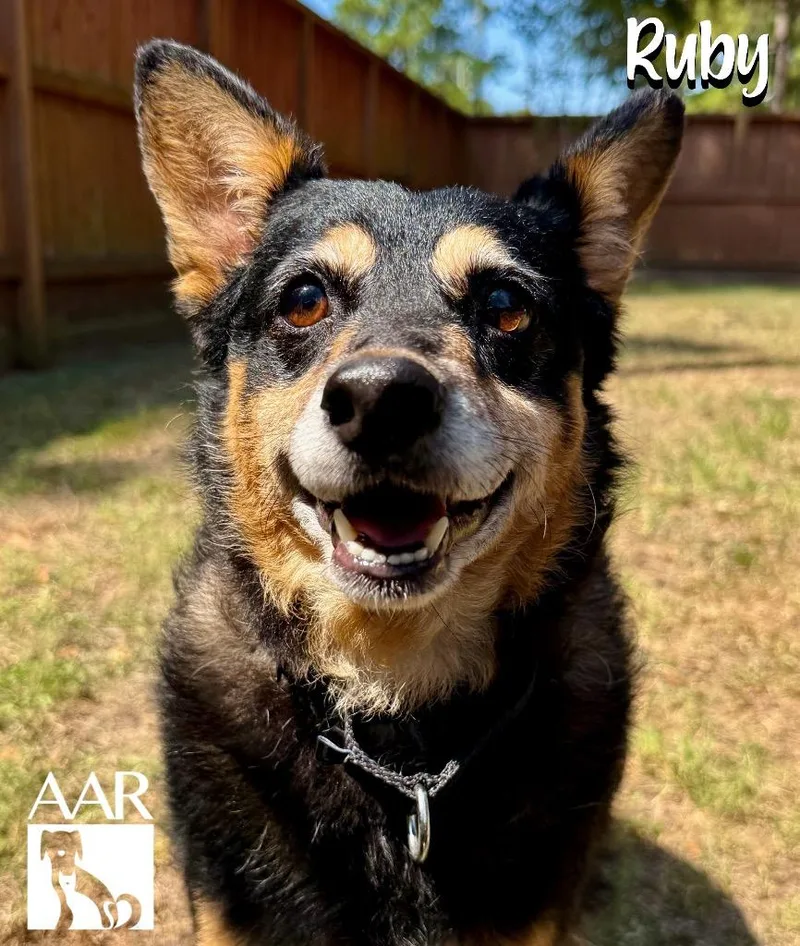 An adult medium-sized female Australian Kelpie dog named Ruby for adoption in Magnolia, TX