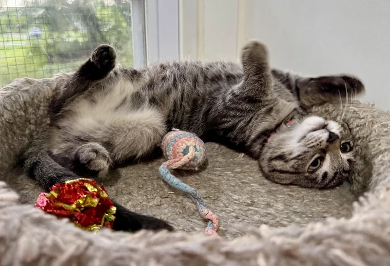 A baby small-sized female Tabby (Gray / Blue / Silver) Domestic Short Hair cat named Cassie for adoption in Ashland, OH