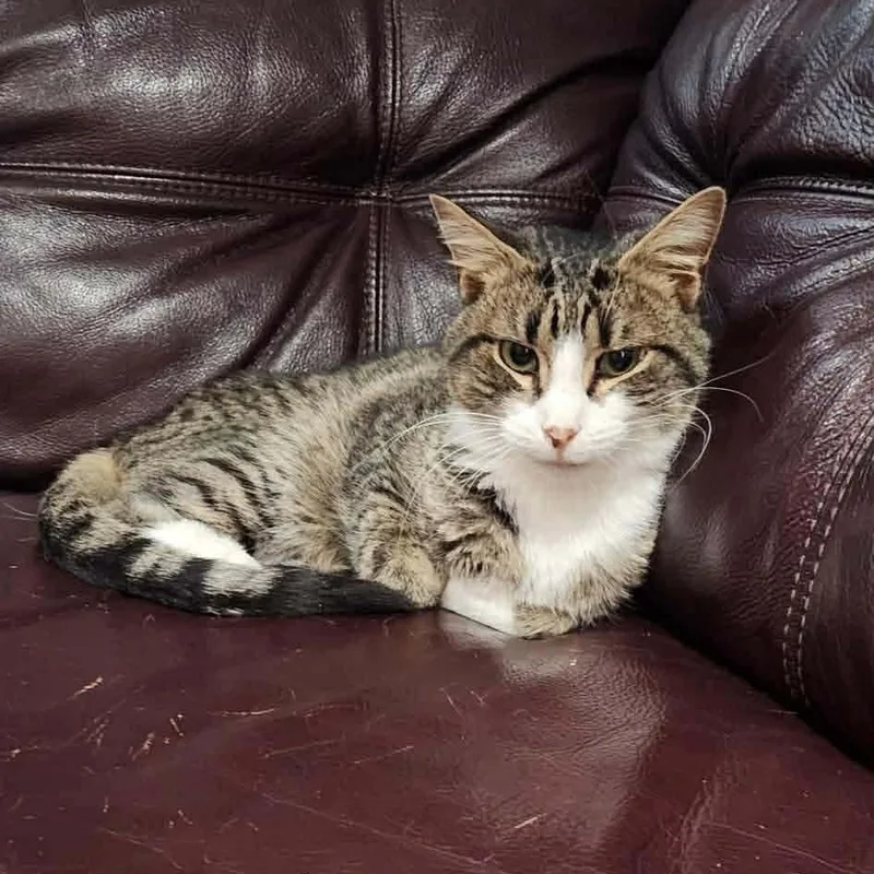 Captain Hook thumbnail 2