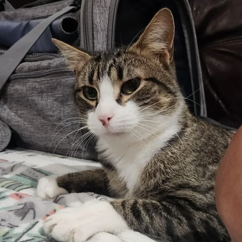 Captain Hook thumbnail 3