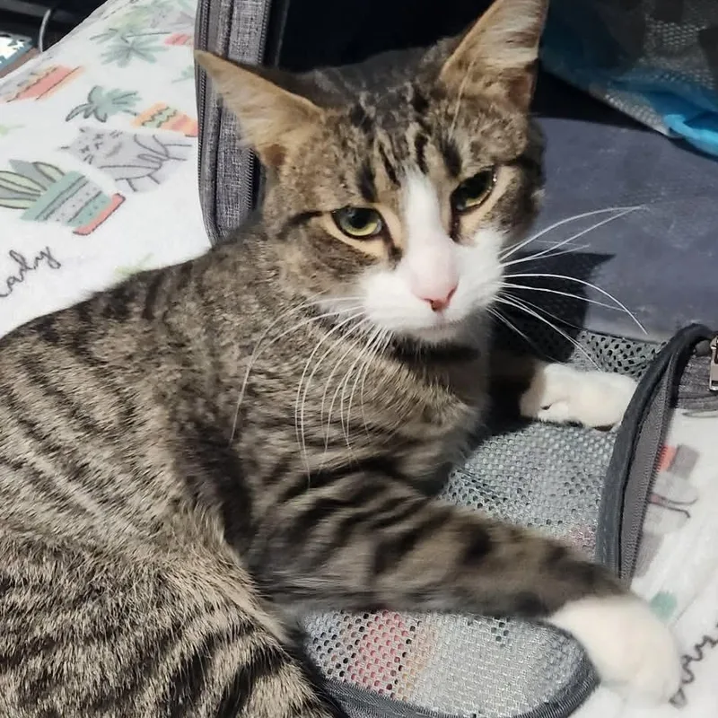 Captain Hook thumbnail 4