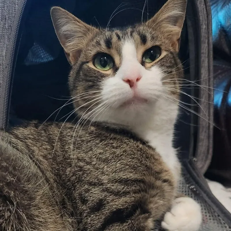 Captain Hook thumbnail 5