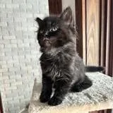 A baby small-sized female Black Domestic Short Hair cat named Slide for adoption in West Olive, MI