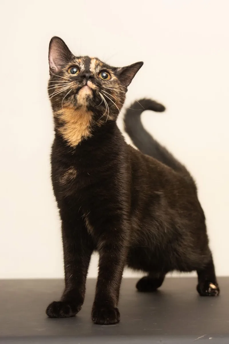 A young medium-sized female Black Tortoiseshell cat named Ampurr Glen for adoption in Baltimore, MD