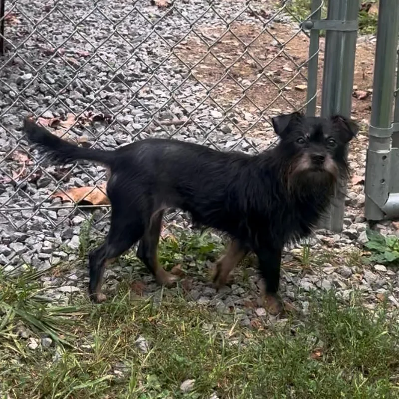 A young small-sized female Black Yorkshire Terrier dog named Rita for adoption in Fairmont, WV