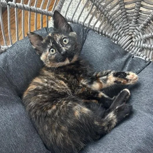 A baby medium-sized female Tortoiseshell Domestic Short Hair cat named Rosie for adoption in Newark, NJ