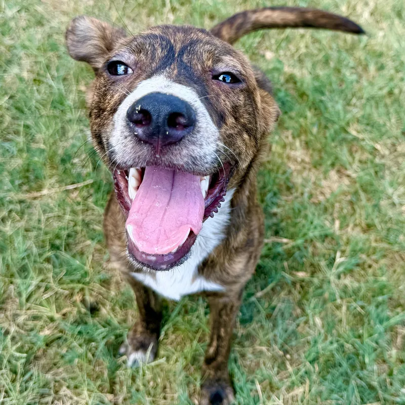 A baby medium-sized male Terrier dog named Bayou for adoption in Lowell, AR