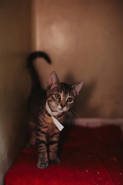 A young small-sized female Domestic Short Hair cat named a Darla for adoption in North Charleston, SC