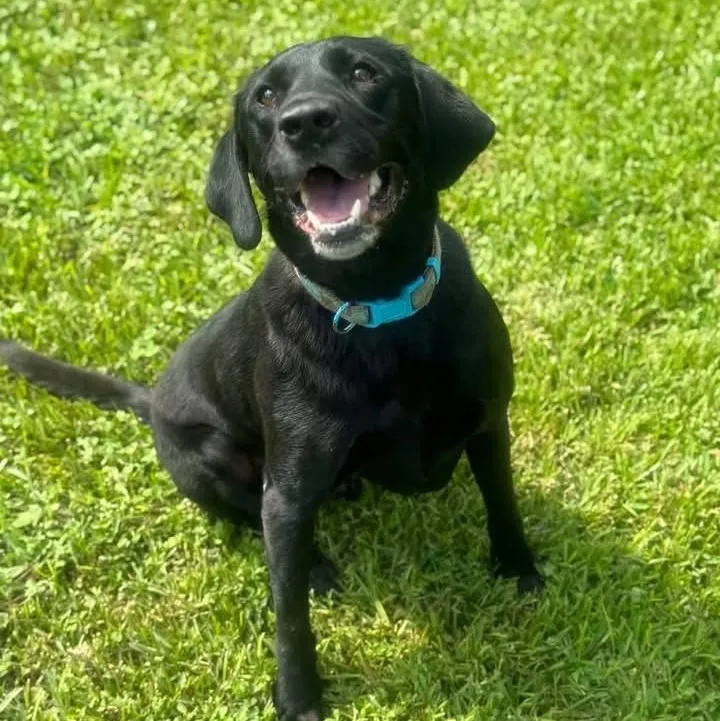 An adult large-sized male Labrador Retriever dog named Joey for adoption in Magnolia Springs, AL