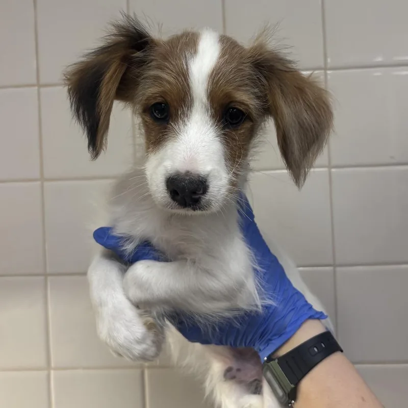 A baby small-sized male Dachshund dog named Twix for adoption in Mission Hills, CA
