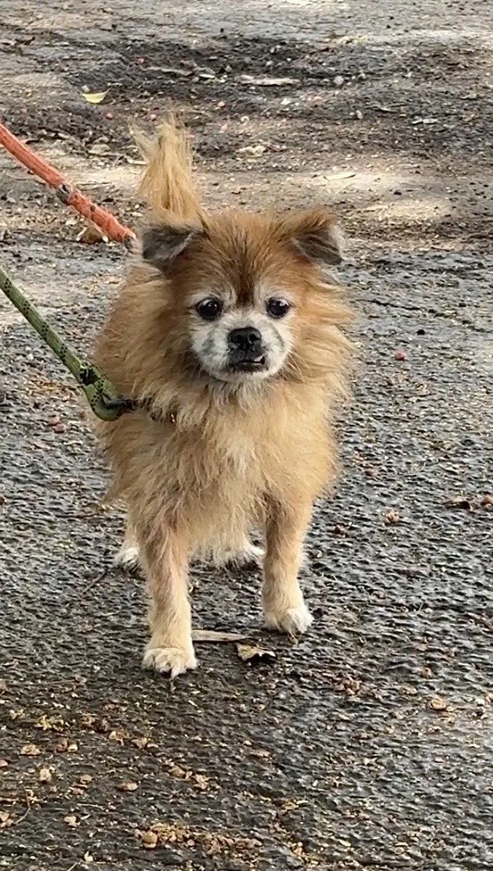 An adult small-sized male Pomeranian dog named Robin for adoption in Margate, FL