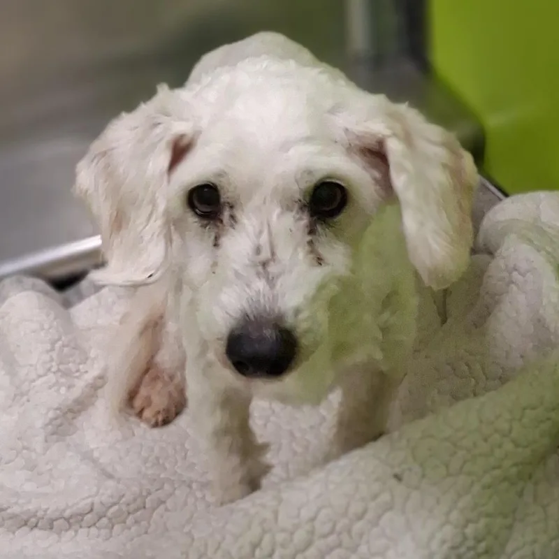A senior small-sized male White / Cream Miniature Poodle dog named Boss for adoption in Spokane, WA