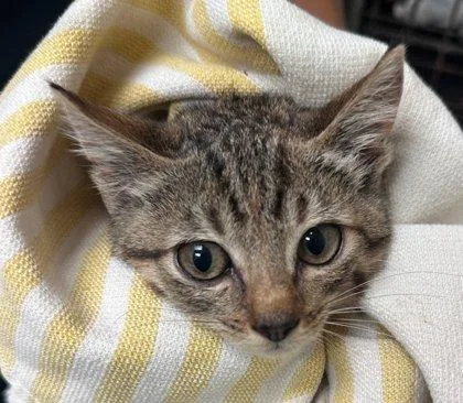 A baby small-sized female Domestic Short Hair cat named Koda for adoption in Honolulu, HI