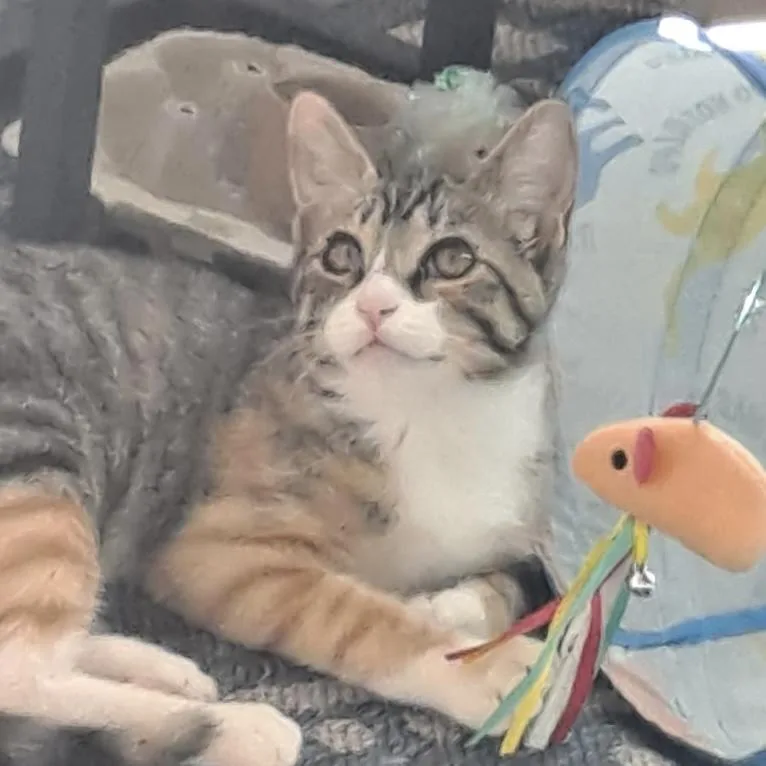 A baby small-sized female Domestic Short Hair cat named Miss Hazel for adoption in Santa Fe, NM