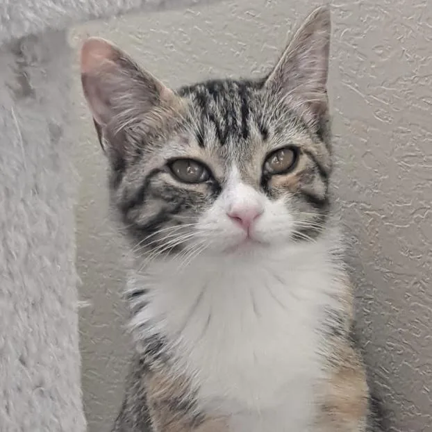 Miss Hazel thumbnail 2