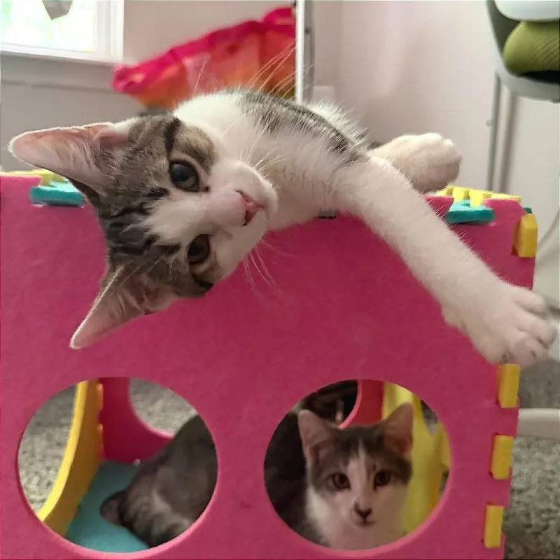 A baby small-sized male Domestic Short Hair cat named Salami for adoption in Cumming, GA