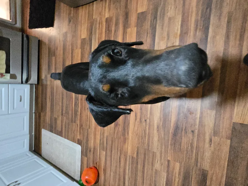 One Eyed Jack thumbnail 3