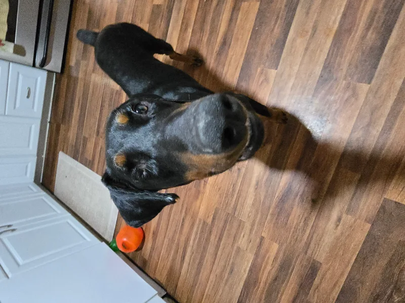 One Eyed Jack thumbnail 2