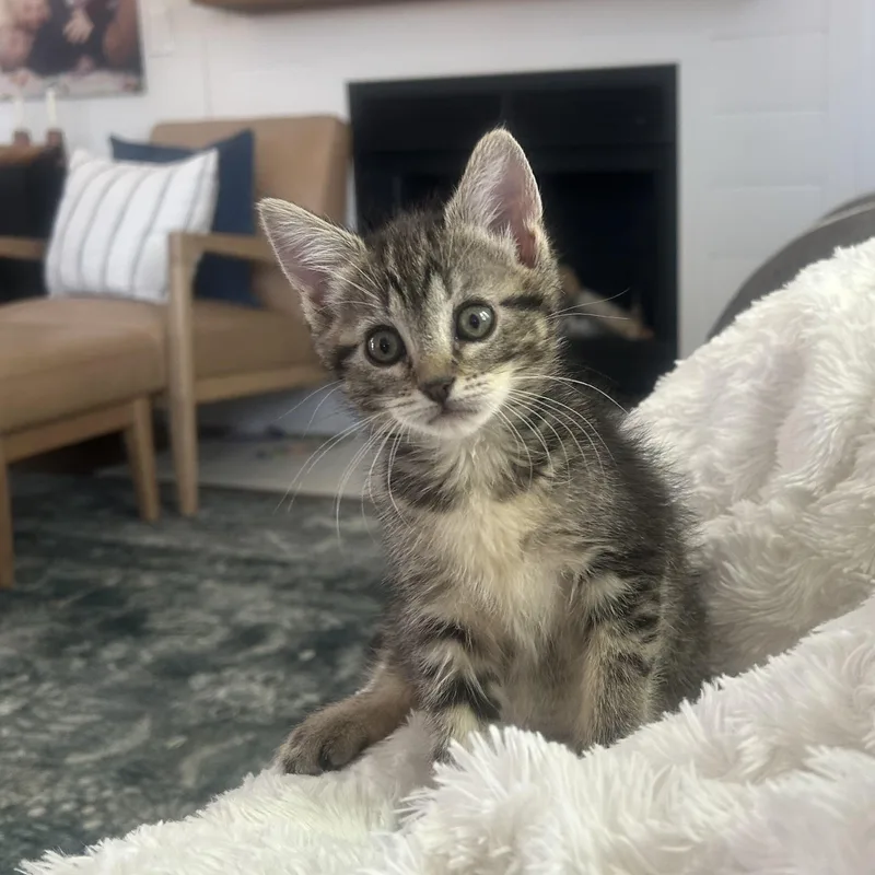 A baby small-sized female Tabby (Tiger Striped) Domestic Short Hair cat named Libby Van Byssum for adoption in Morrison, CO