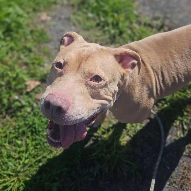 An adult large-sized male Yellow / Tan / Blond / Fawn Mixed Breed dog named Bucky for adoption in Syracuse, NY