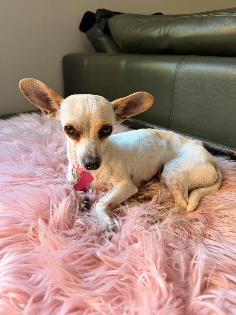 A young small-sized female Chihuahua dog named Ophelia for adoption in Bothell, WA