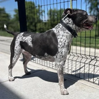 An adult medium-sized female Mixed Breed dog named Freyja for adoption in Janesville, WI