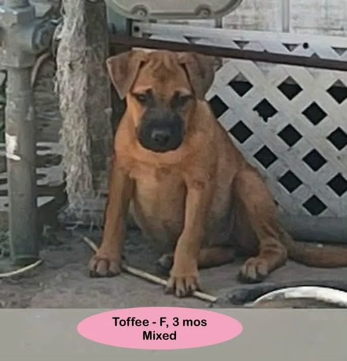 A baby medium-sized female Brown / Chocolate Shepherd dog named Toffee for adoption in Thornton, CO