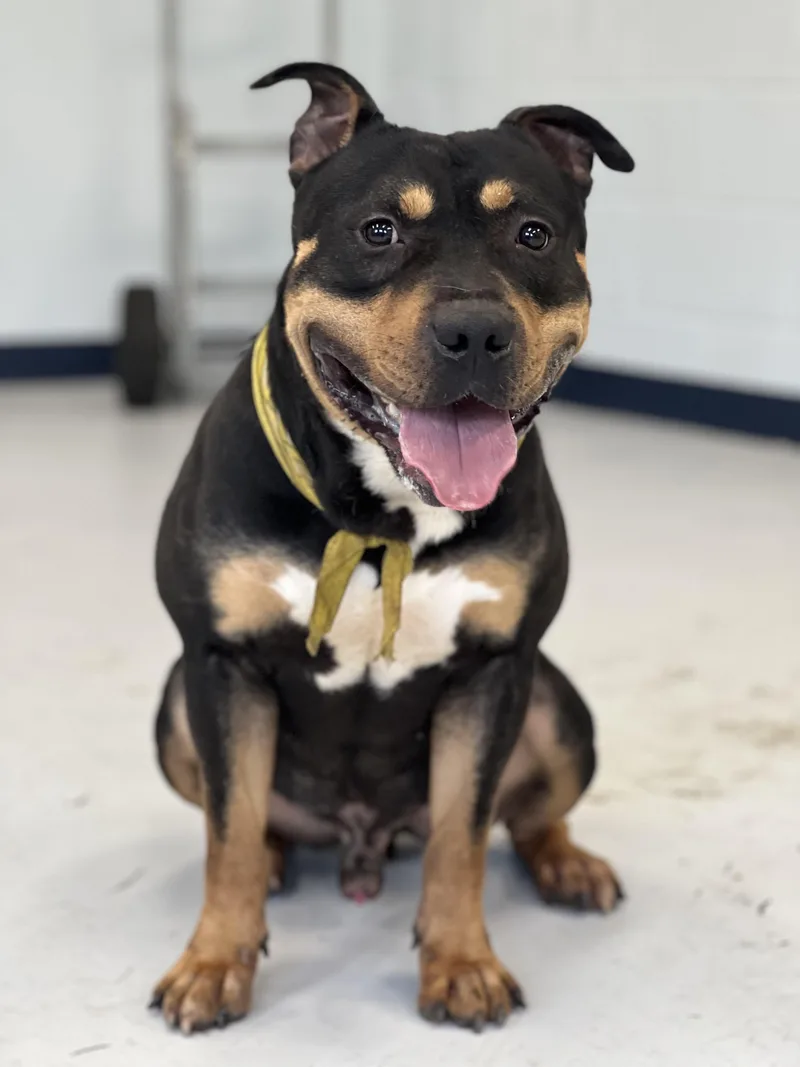 A young medium-sized male Black Pit Bull Terrier dog named Ringo for adoption in Yonkers, NY