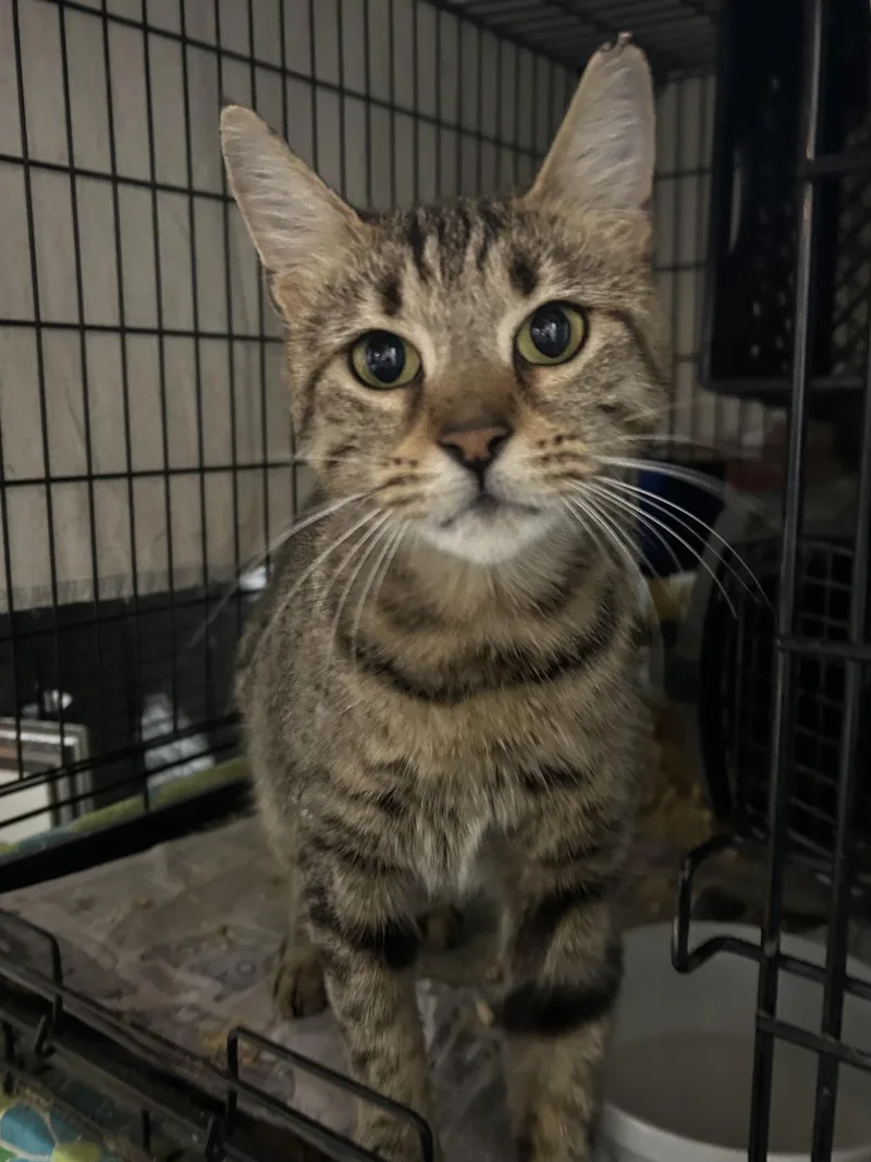 An adult medium-sized female Tabby (Brown / Chocolate) Domestic Short Hair cat named Torx for adoption in Maple Heights, OH