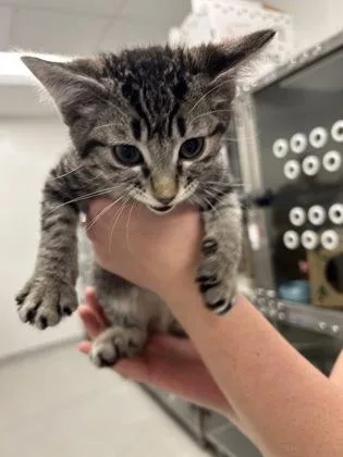 A baby medium-sized male Domestic Short Hair cat named Worthington for adoption in West Chester, PA