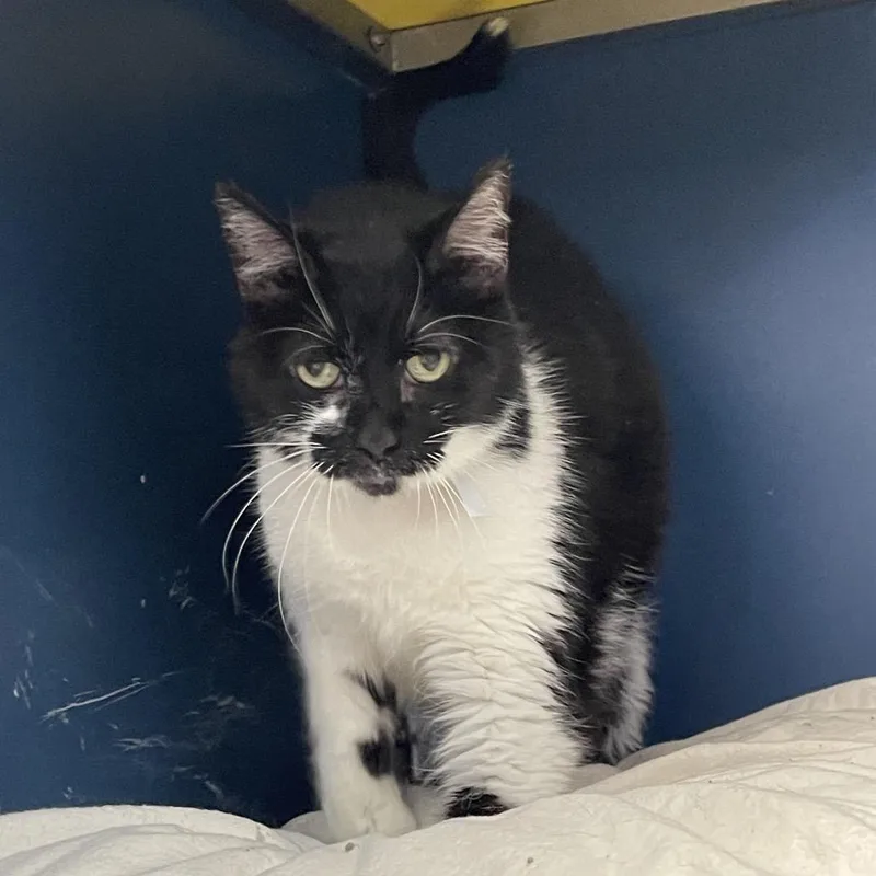 A senior large-sized female Black Domestic Short Hair cat named Chess for adoption in Tulsa, OK