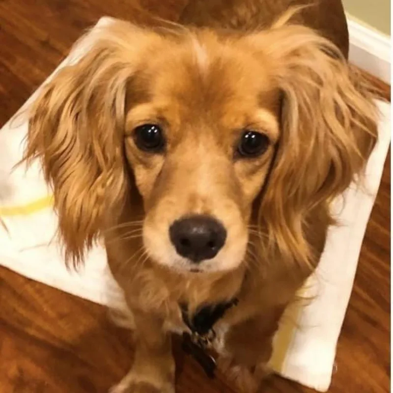 A senior small-sized female Yellow / Tan / Blond / Fawn Dachshund (Miniature Long Haired) dog named Buttercup for adoption in Fairfax, VA