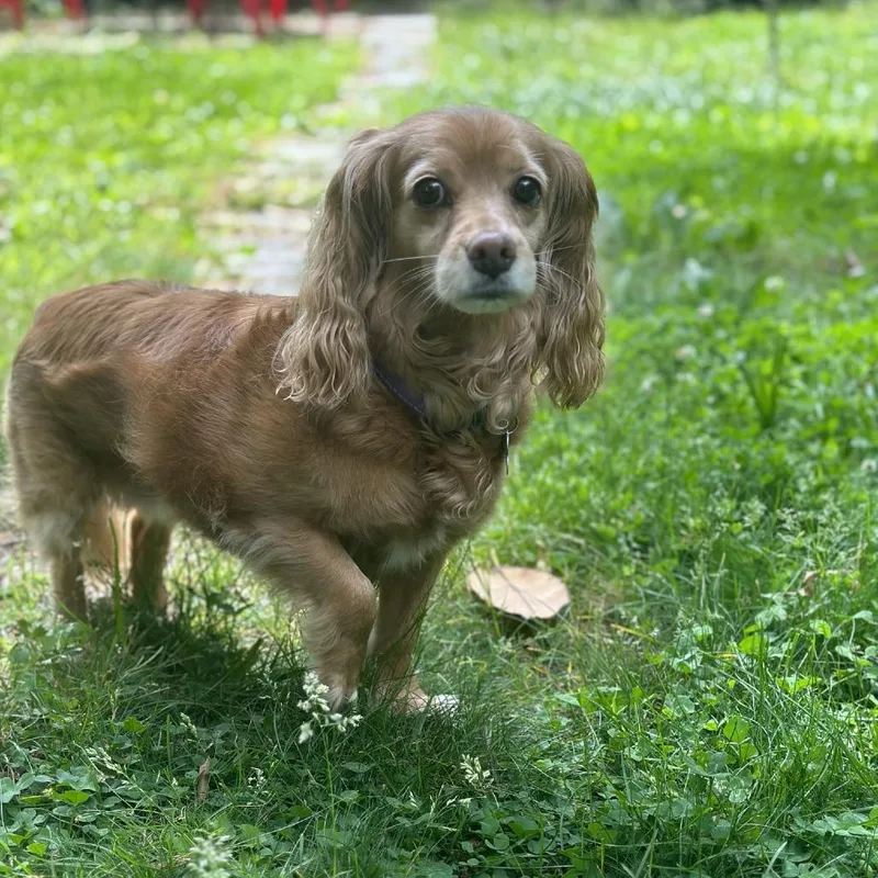 Buttercup thumbnail 5