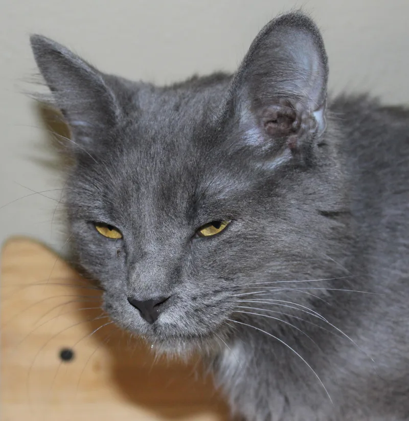 An adult medium-sized female Gray & White Domestic Short Hair cat named Jody for adoption in Huron, SD