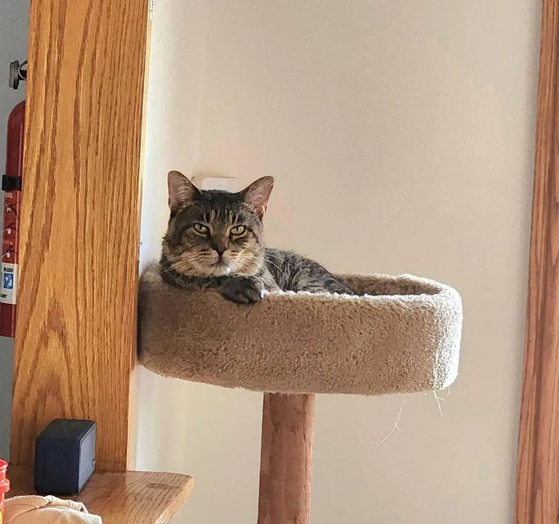 An adult medium-sized male Tabby (Brown / Chocolate) Domestic Short Hair cat named Rebel for adoption in Oak Forest, IL