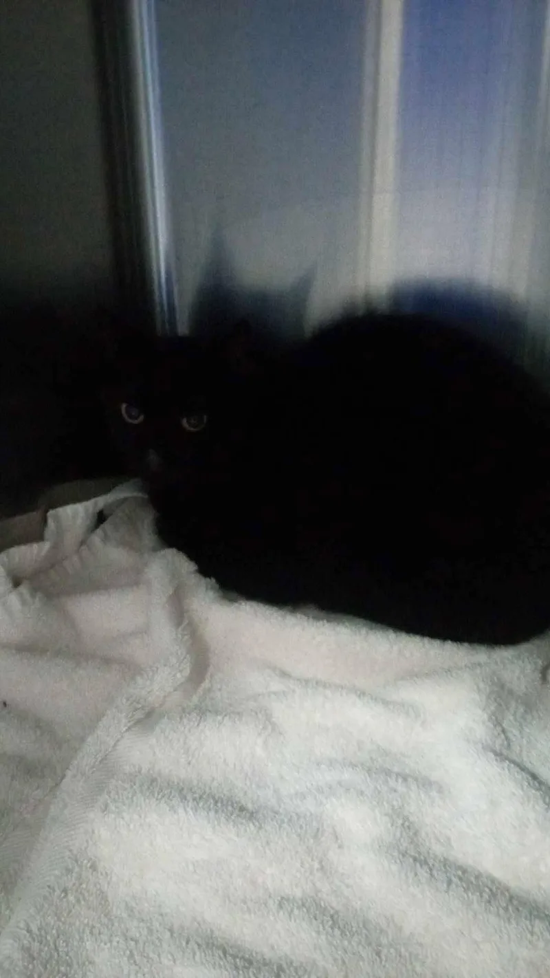 An adult medium-sized male Domestic Short Hair cat named Benson for adoption in Burgaw, NC