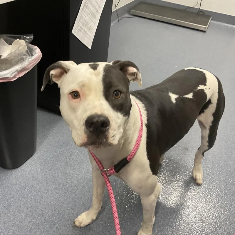An adult medium-sized female Black Pit Bull Terrier dog named Saturn for adoption in St Joseph, MO