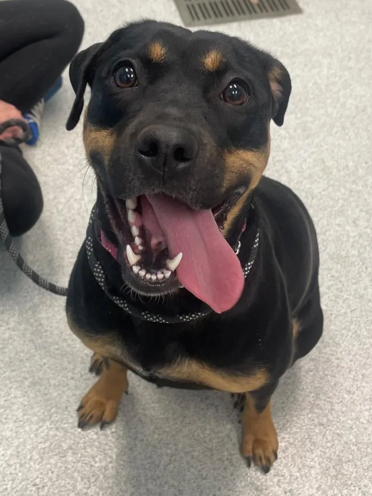 A young medium-sized female Bicolor Rottweiler dog named Pascal for adoption in Frankfort, KY