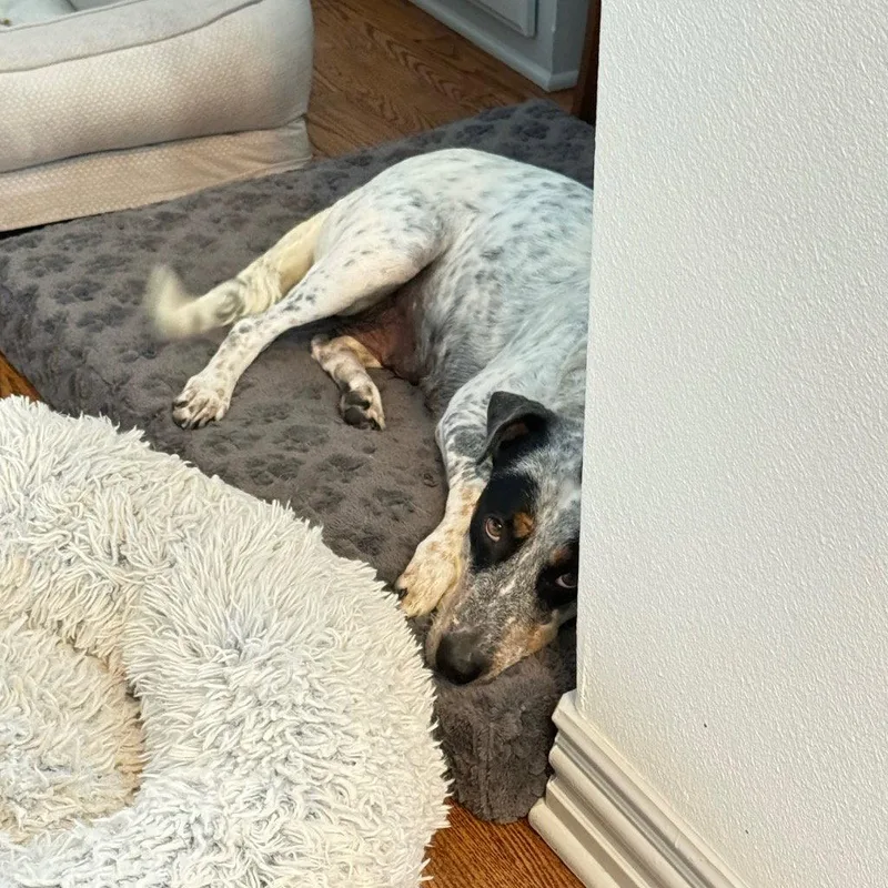 An adult medium-sized female Australian Cattle Dog / Blue Heeler dog named Rose for adoption in Bloomfield, CT