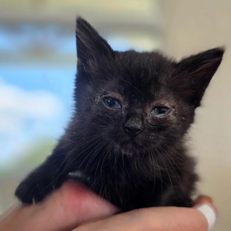A baby small-sized female Black Domestic Short Hair cat named Toaster for adoption in Chapel Hill, NC