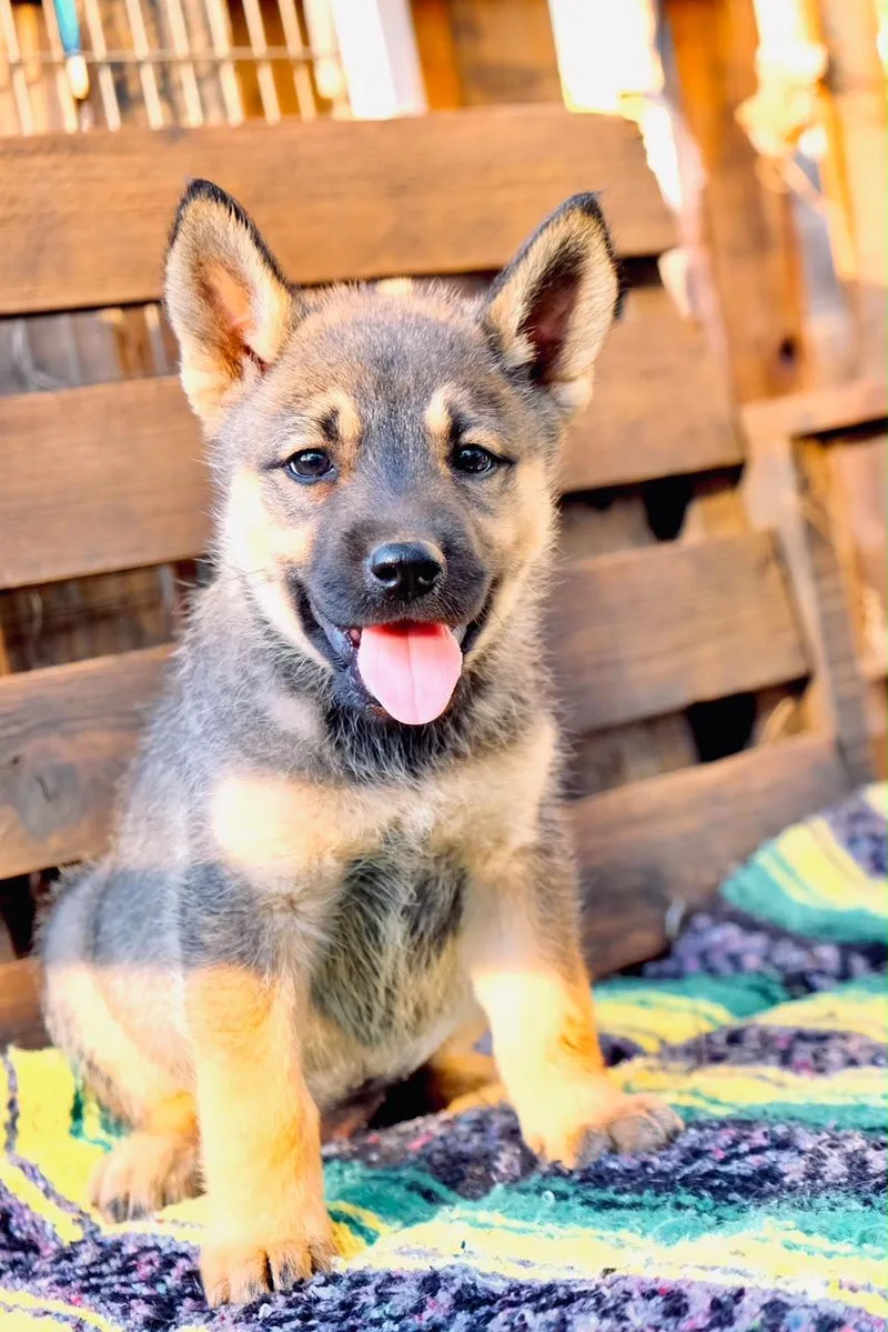 A baby large-sized female Siberian Husky dog named Juliet for adoption in San Diego, CA