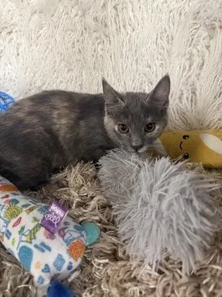 A baby small-sized female Domestic Medium Hair cat named Zoe for adoption in Conway, SC
